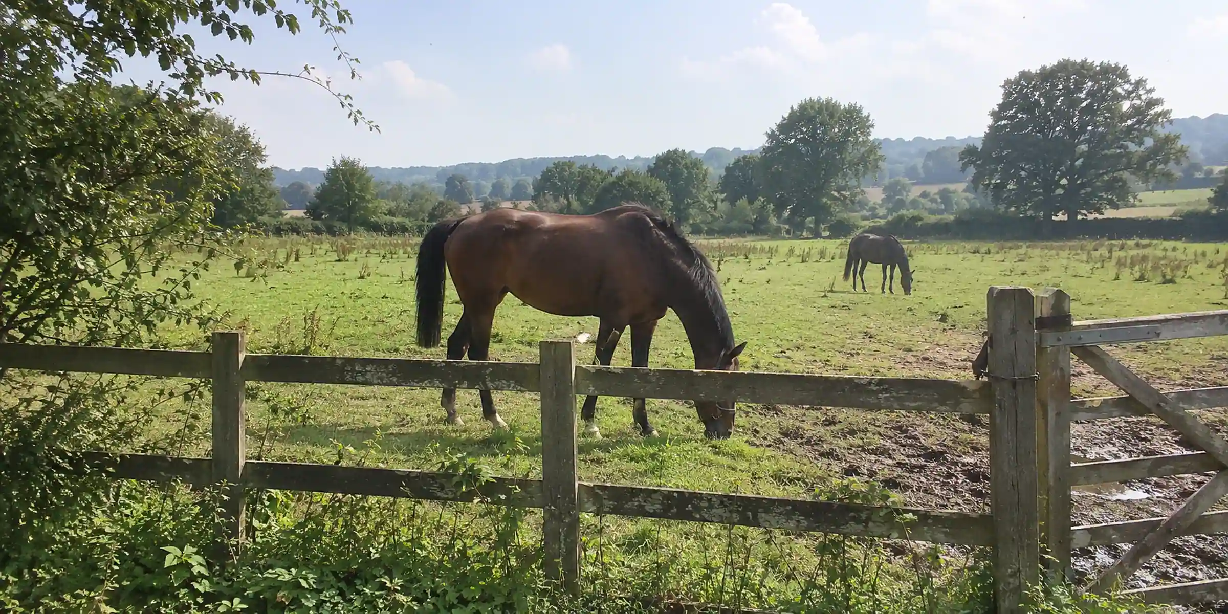 Two bay horses grazing behind a weathered wooden paddock fence