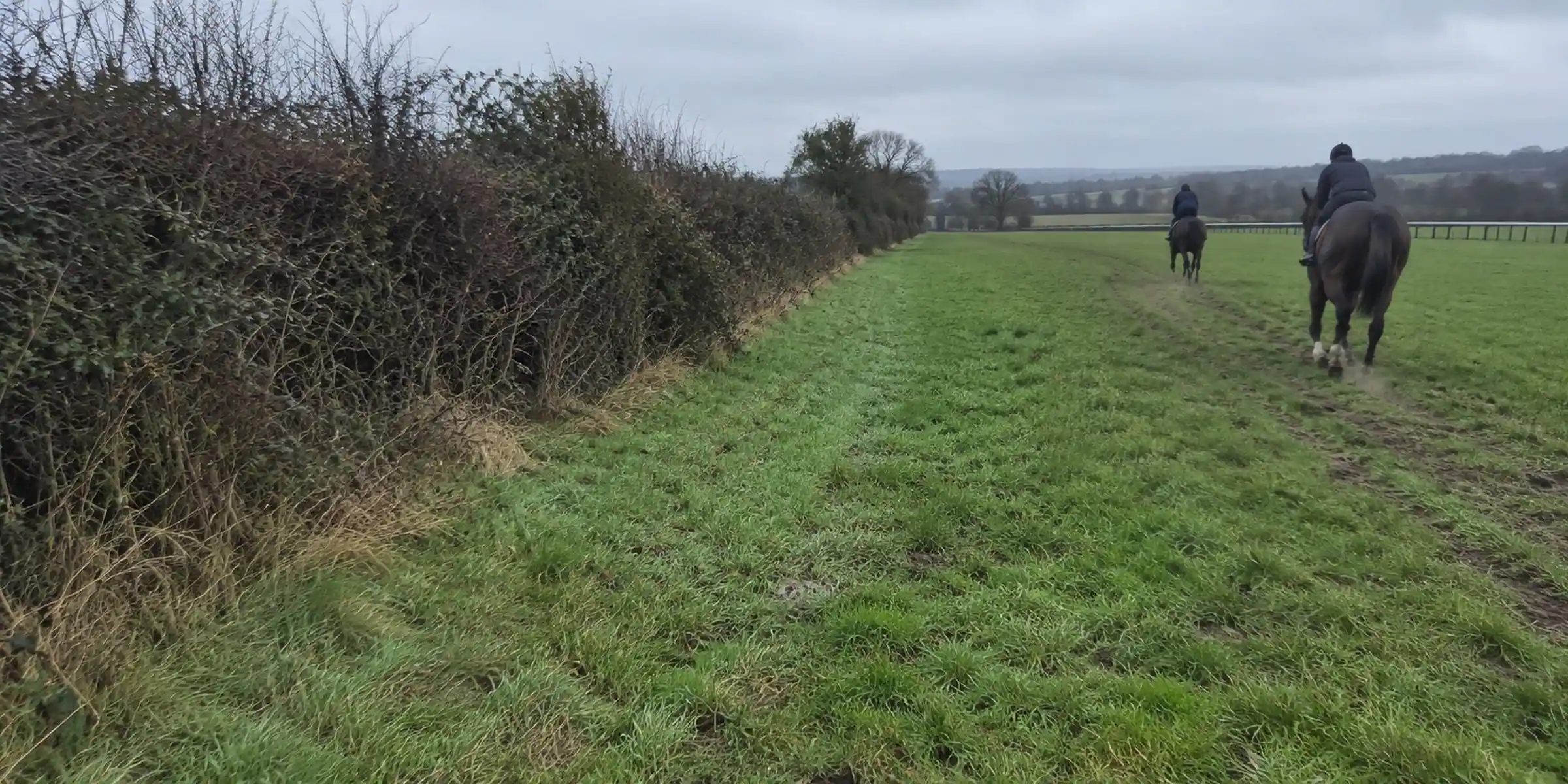 Two horses and riders exercising away from the camera beside a hedge